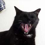 ziiiiiv ! to jsem unaven !